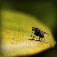 /album/el-azobejo/photolia-a07-jpg/