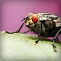 /album/el-azobejo/photolia-a08-jpg/